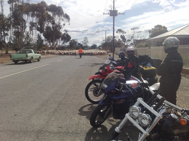 Photo courtesy of Nasef.